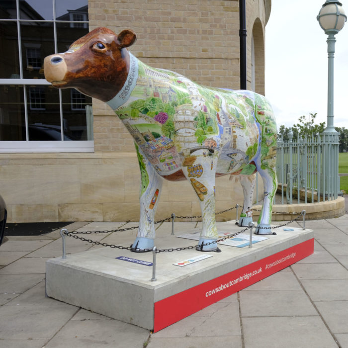 Staycationing in Cambridge: A Bovine Guide to the City