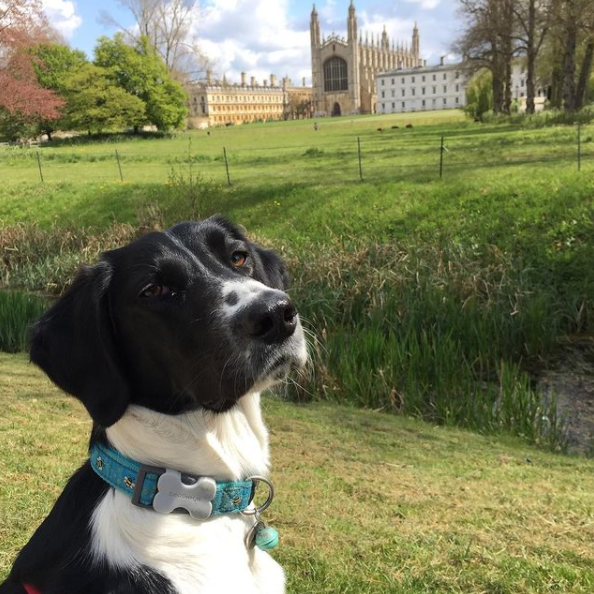 Dog Friendly Cambridge